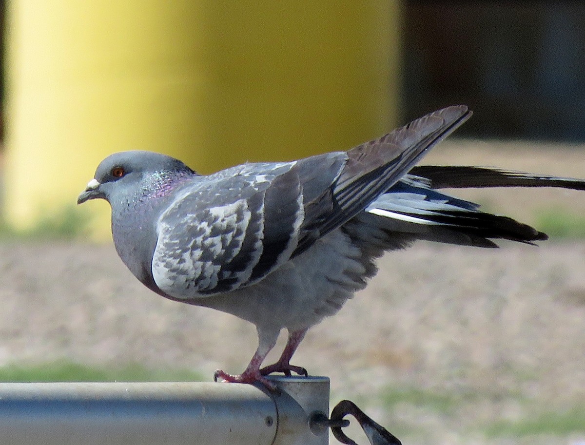 Rock Pigeon (Feral Pigeon) - ML145892241