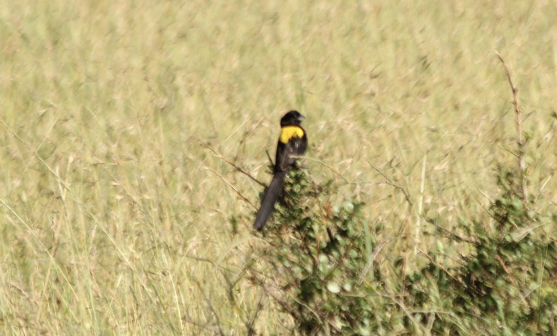 Yellow-mantled Widowbird - ML145892351
