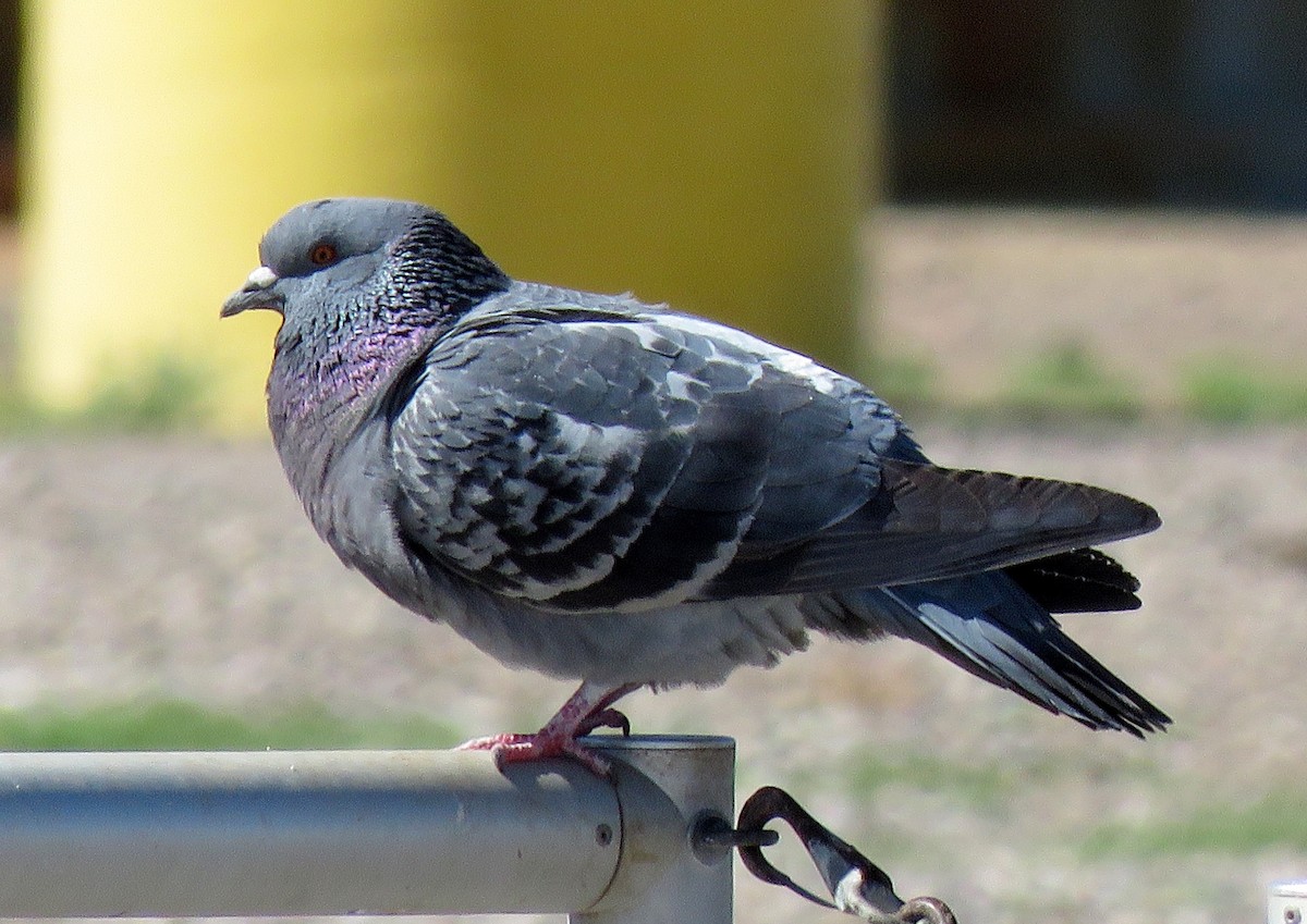 Rock Pigeon (Feral Pigeon) - ML145892521