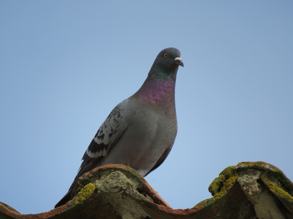 Rock Pigeon (Feral Pigeon) - Paulo Martins