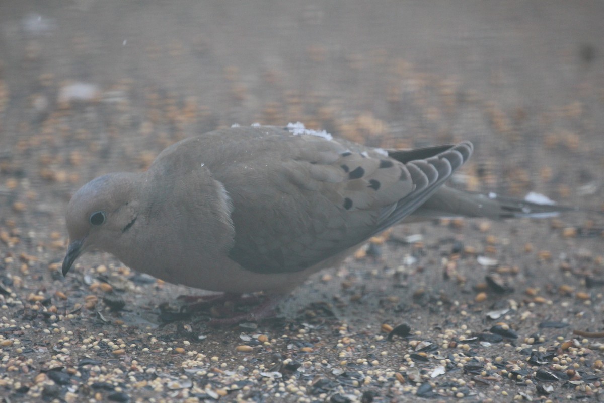 Mourning Dove - Russell Allison