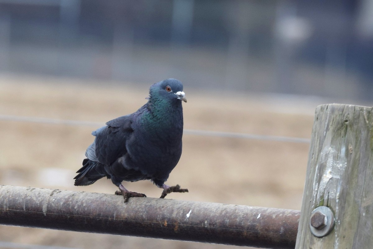 Rock Pigeon (Feral Pigeon) - irina shulgina