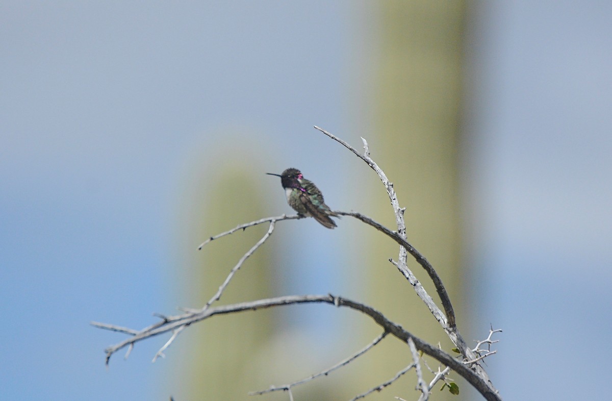 Costa's Hummingbird - ML145893601