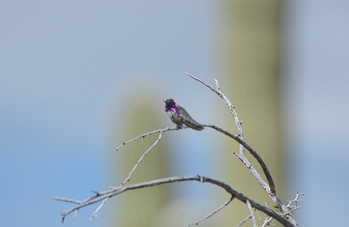 Costa's Hummingbird - ML145893711