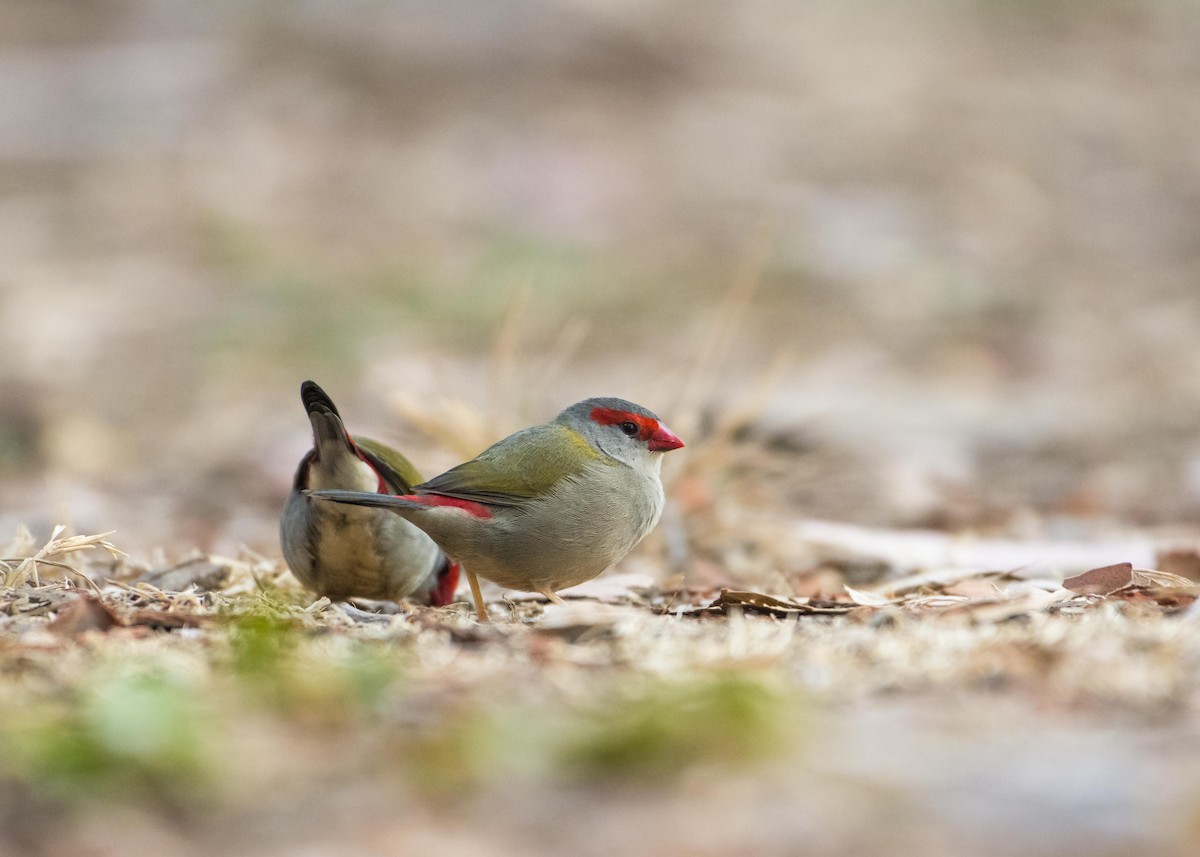 Red-browed Firetail - ML145894041