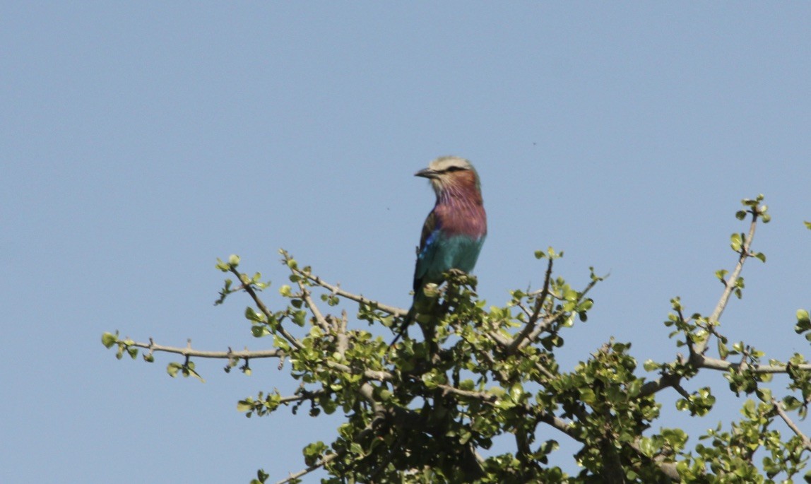 Lilac-breasted Roller - Ben Chapman
