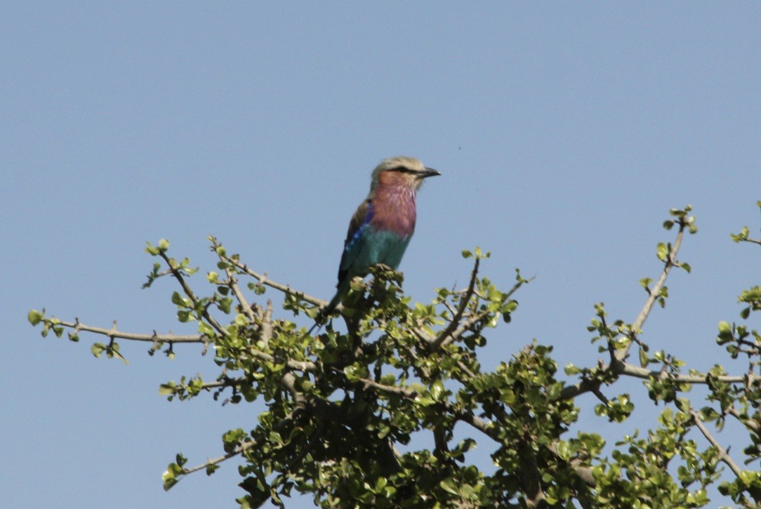 Lilac-breasted Roller - Ben Chapman
