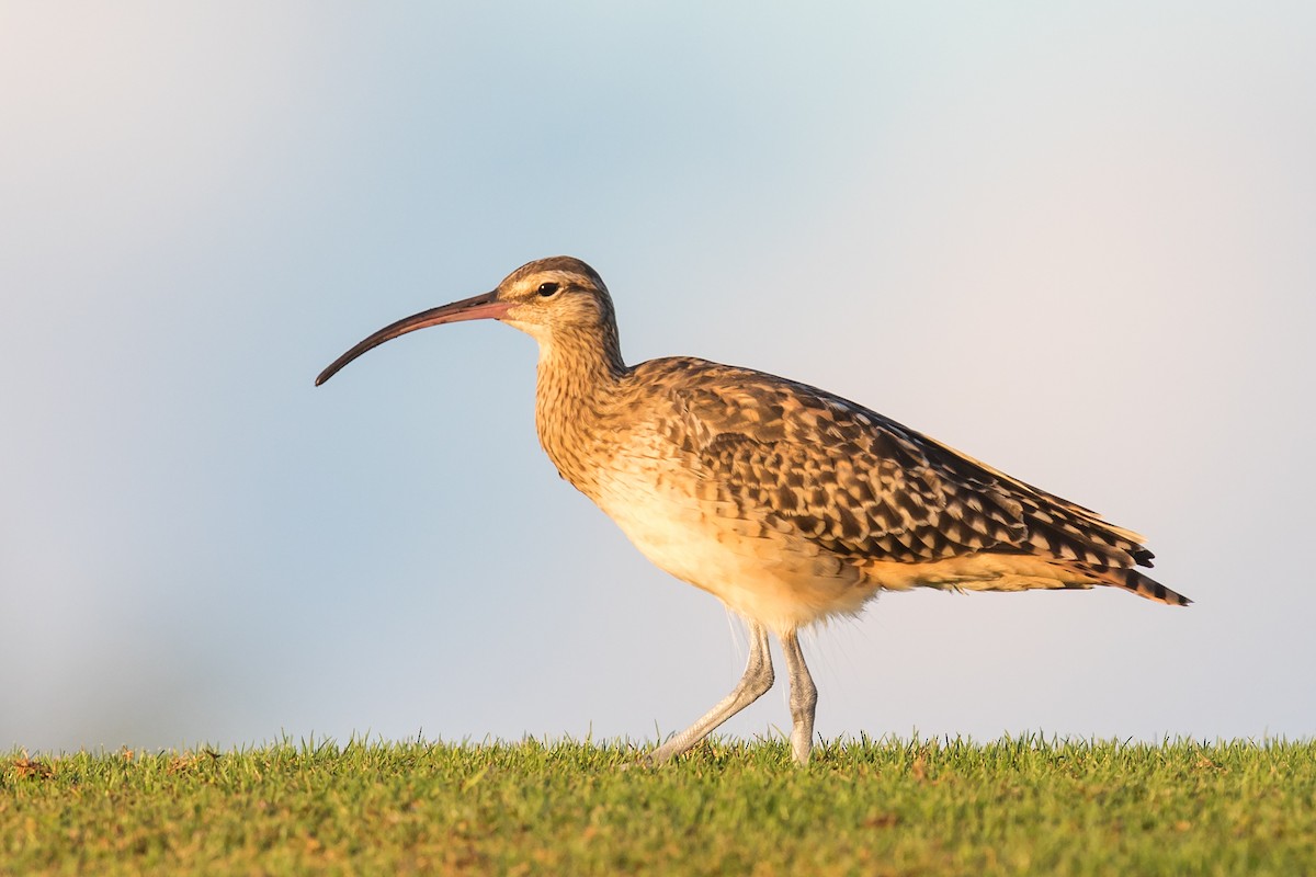 Bristle-thighed Curlew - ML145895031