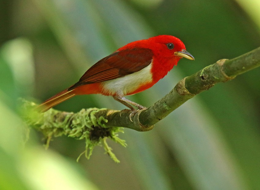 Scarlet-and-white Tanager - ML145895071