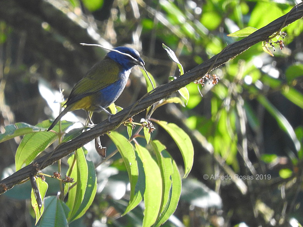 Blue-capped Tanager - ML145895161