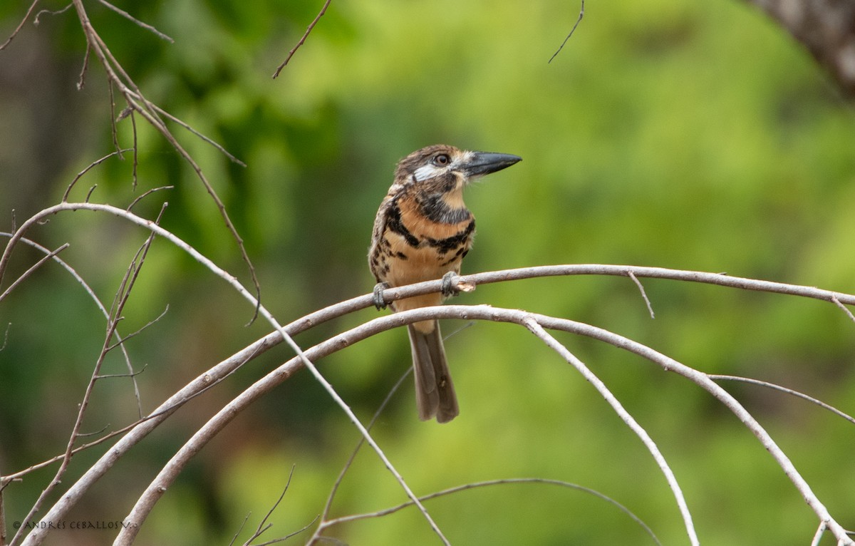 Two-banded Puffbird - ML145895851