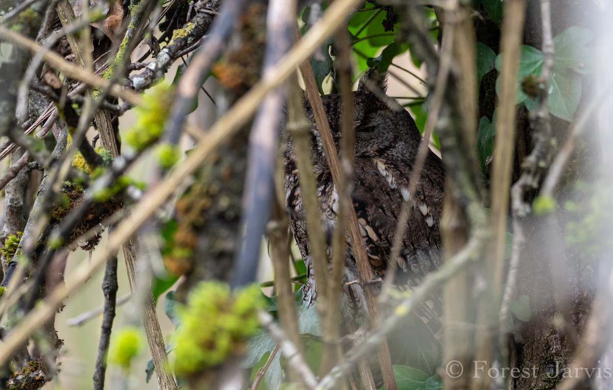 Western Screech-Owl - Forest Botial-Jarvis