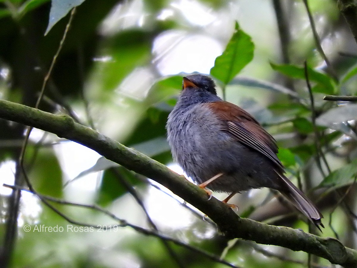 Andean Solitaire - ML145898011