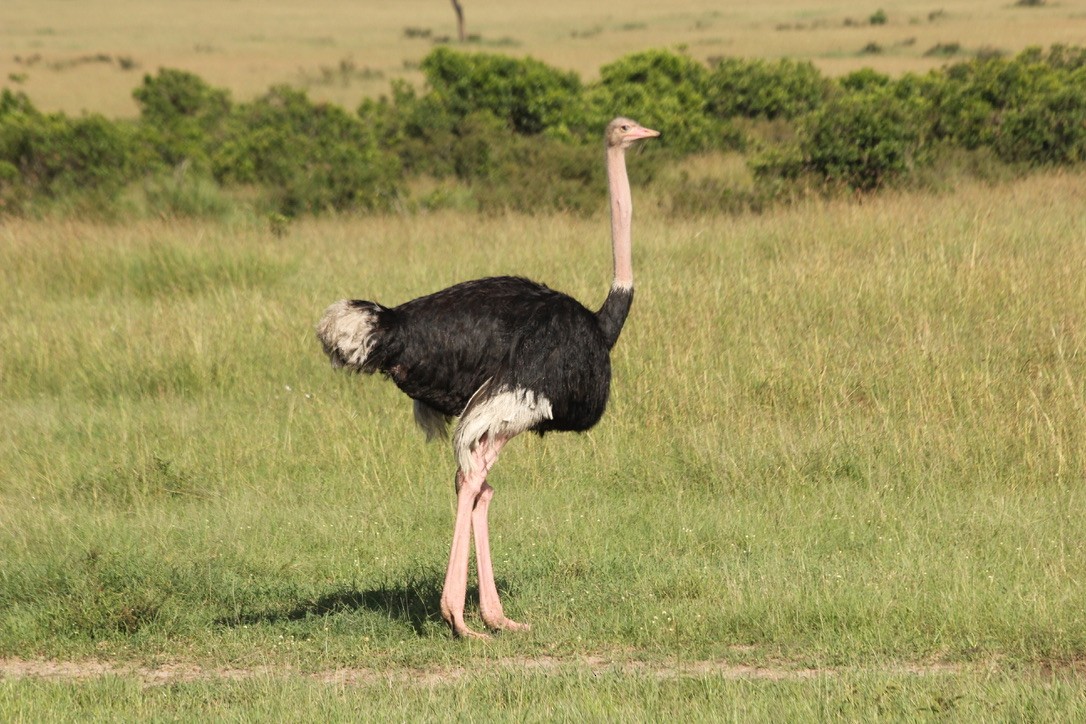 Common Ostrich - Ben Chapman