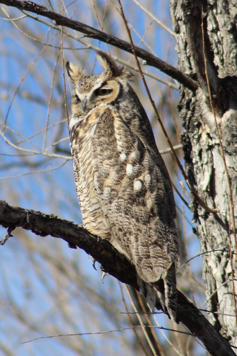 Great Horned Owl - ML145900541