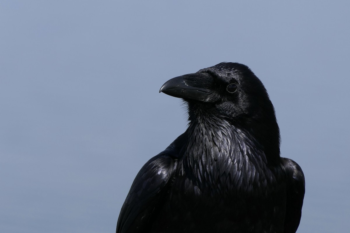 Common Raven - Derek Lecy
