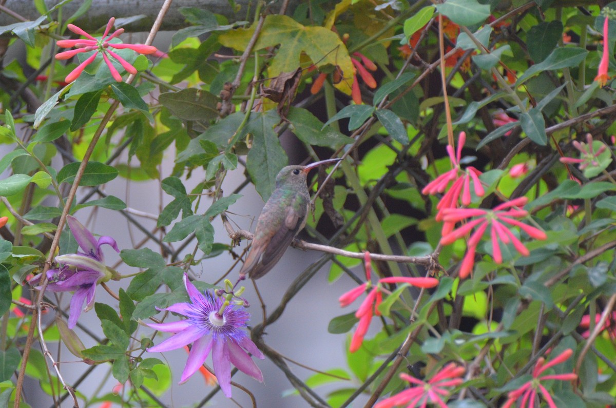 Buff-bellied Hummingbird - Jody Shugart