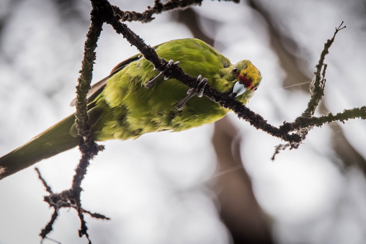 Yellow-crowned Parakeet - John Woods