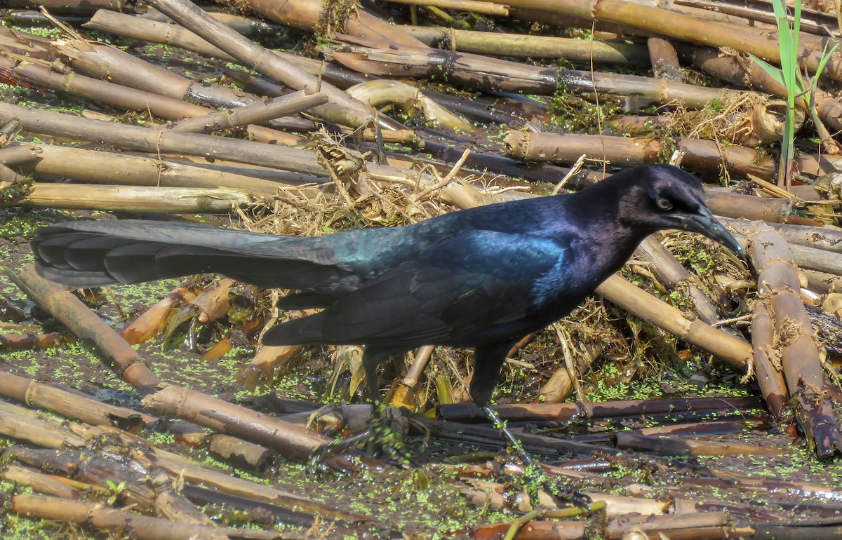 Boat-tailed Grackle - ML145907741
