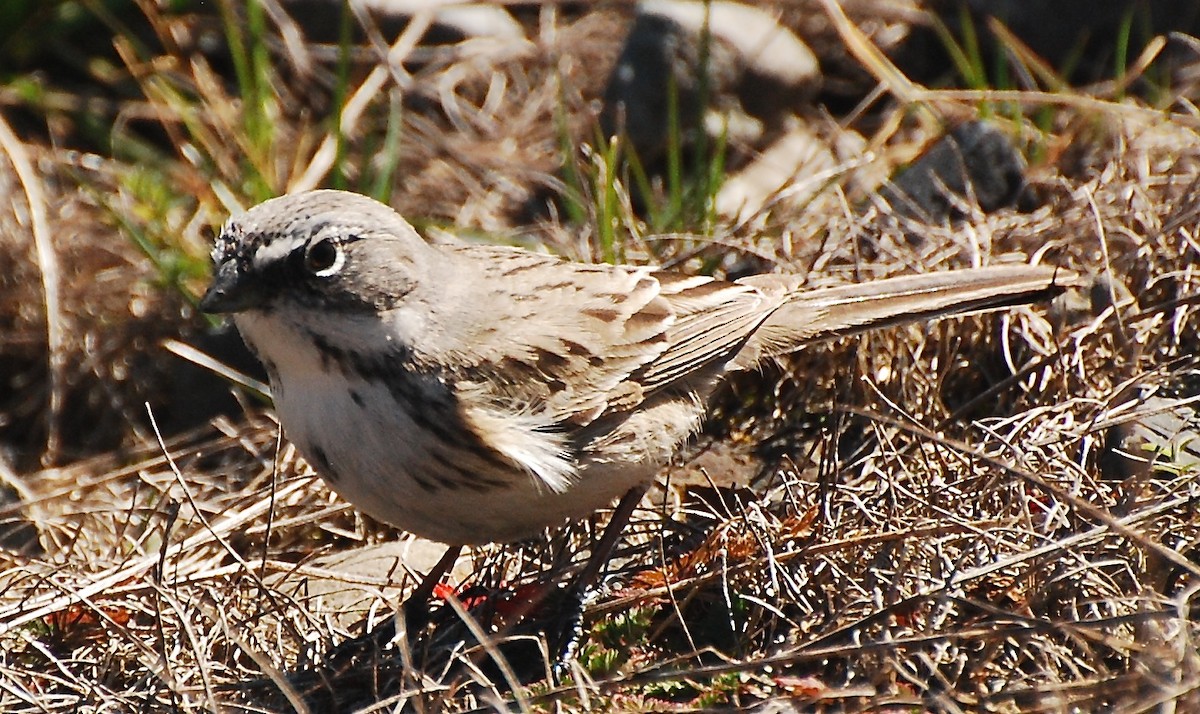 Sagebrush Sparrow - ML145909511