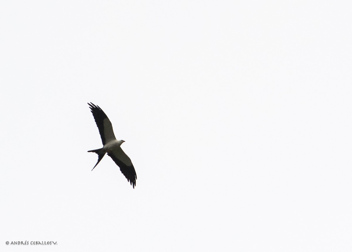 Swallow-tailed Kite - ML145911411