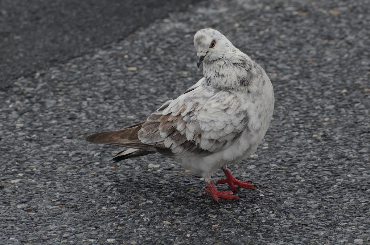 Rock Pigeon (Feral Pigeon) - Josephine Kalbfleisch