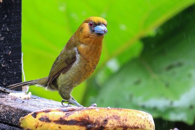 are bananas good for the barbet