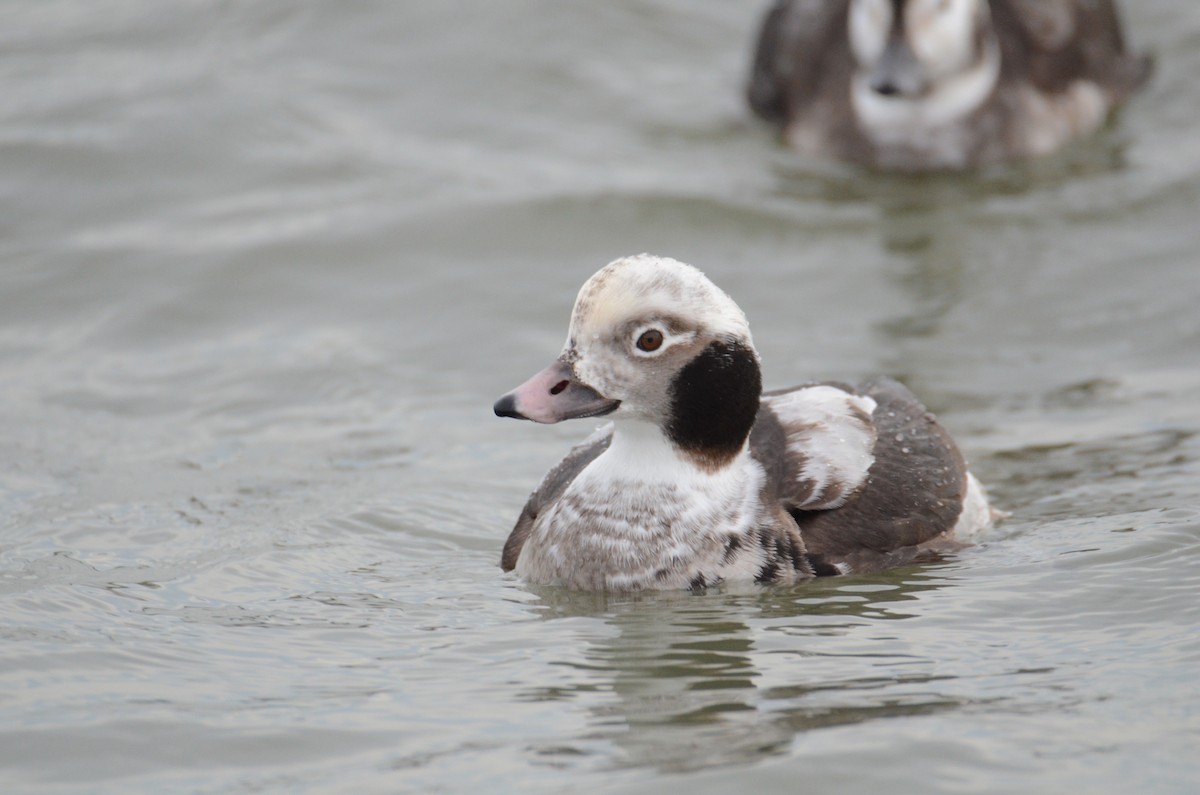Long-tailed Duck - ML145916231