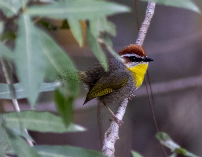 Rufous-capped Warbler - ML145916501