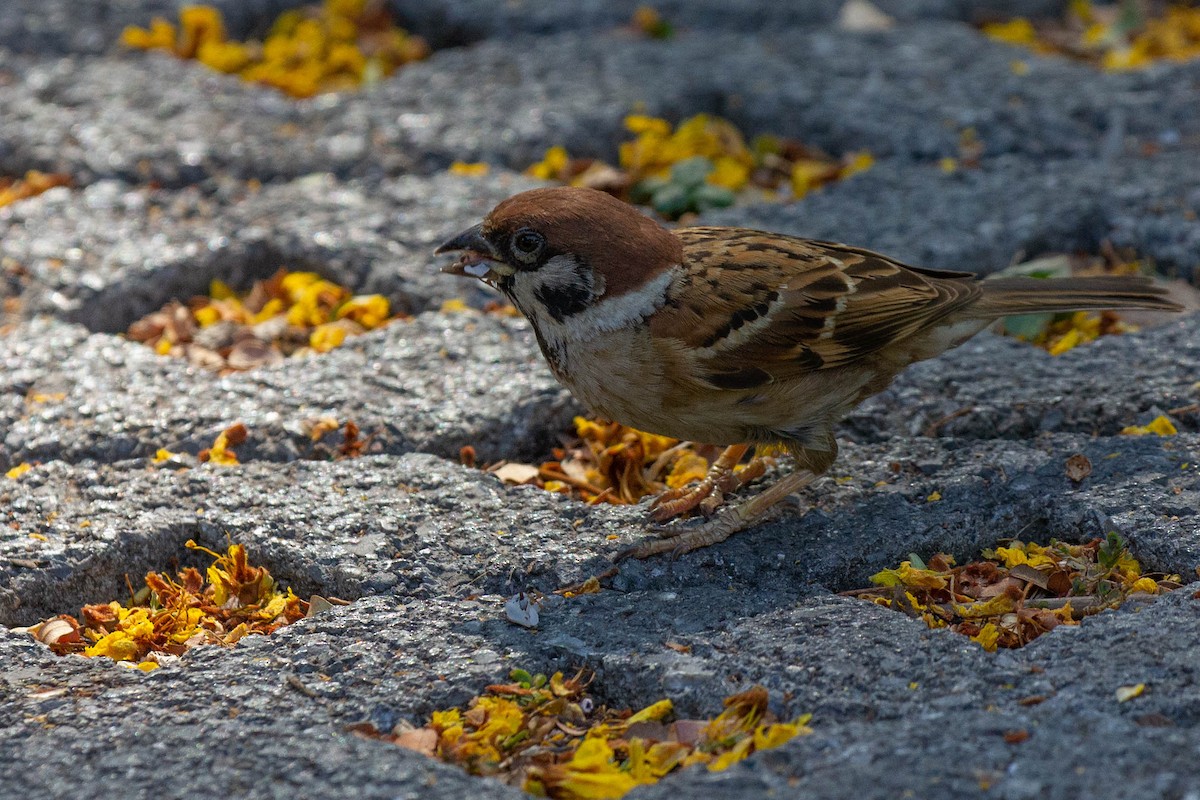 Eurasian Tree Sparrow - Doug Korver