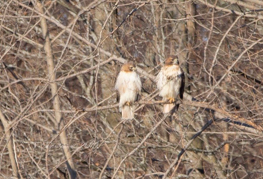 Red-tailed Hawk - ML145918911