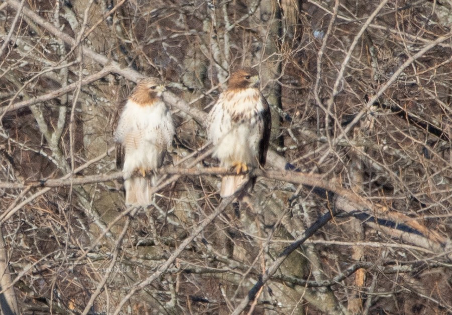 Red-tailed Hawk - ML145918921