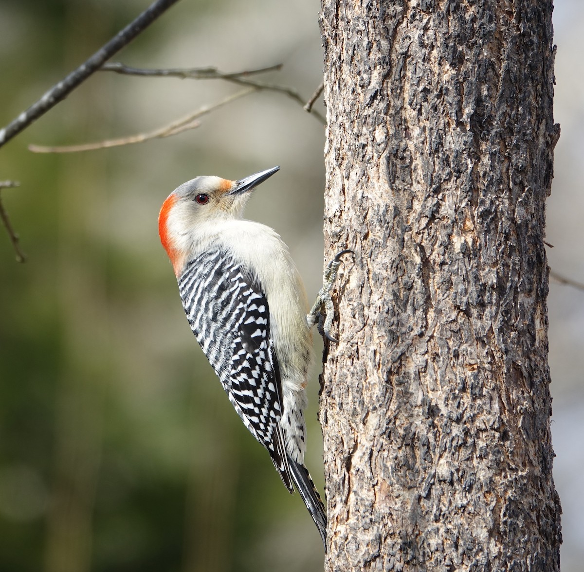 Red-bellied Woodpecker - ML145919721