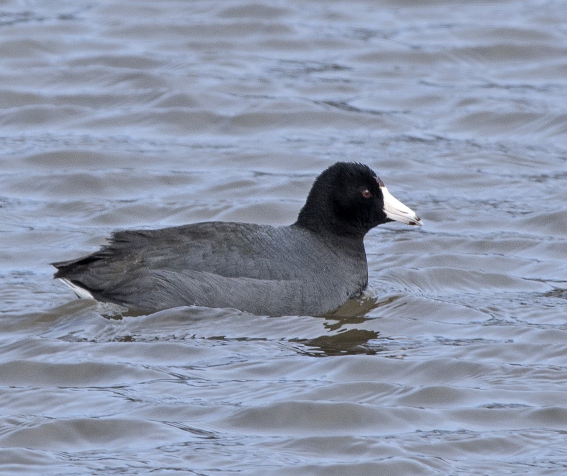 American Coot - Willie D'Anna