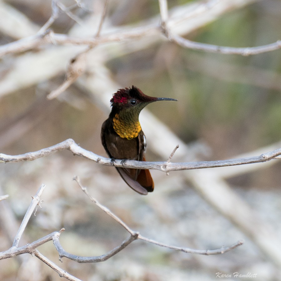 Ruby-topaz Hummingbird - Karen  Hamblett