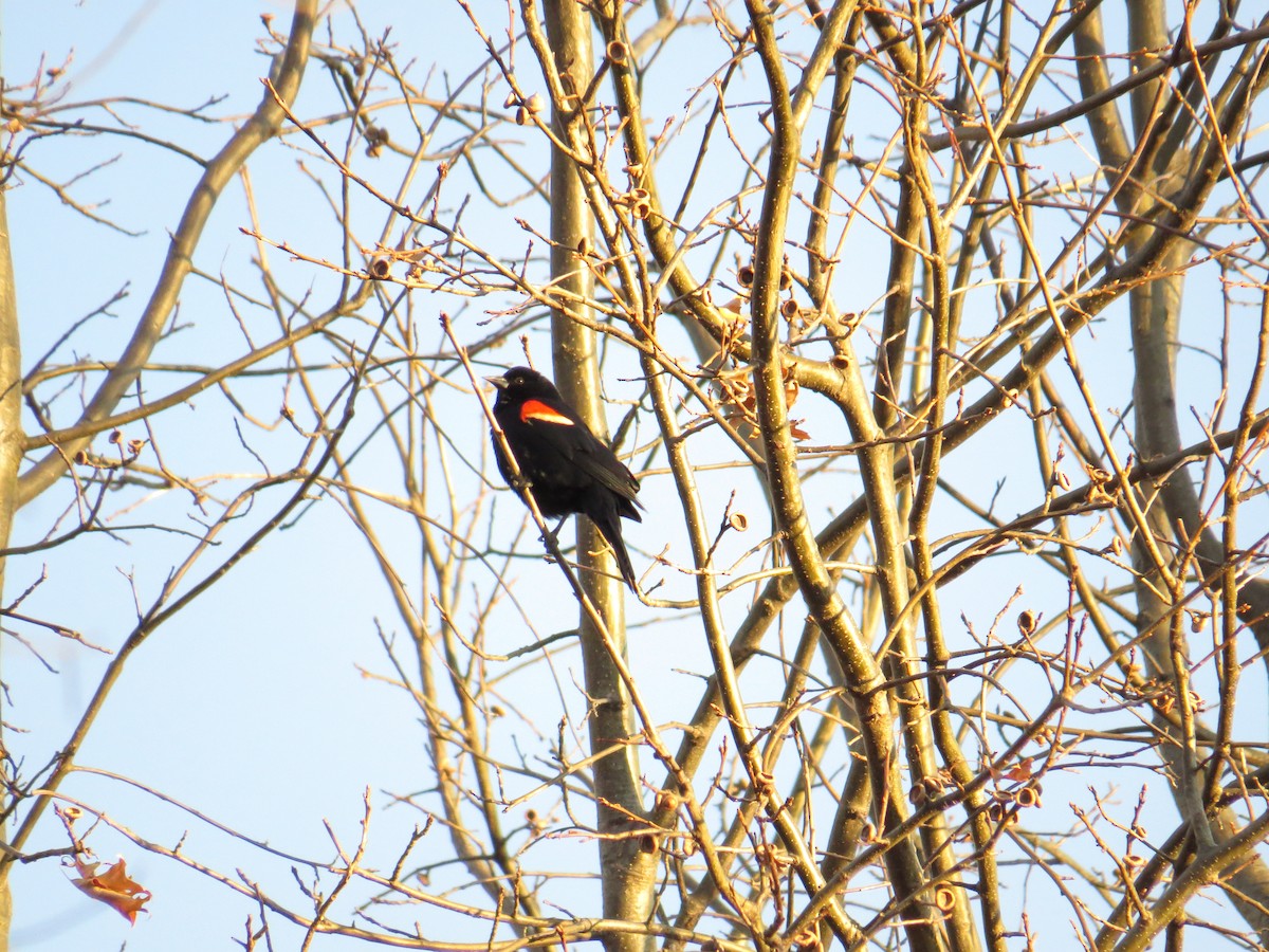 Red-winged Blackbird - Kirthi Selva