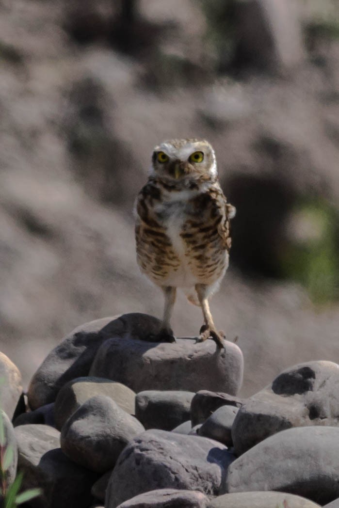 Burrowing Owl - ML145927121