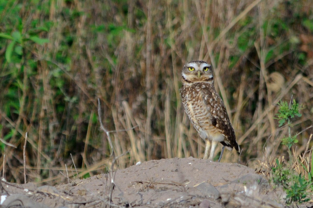 Burrowing Owl - ML145927181
