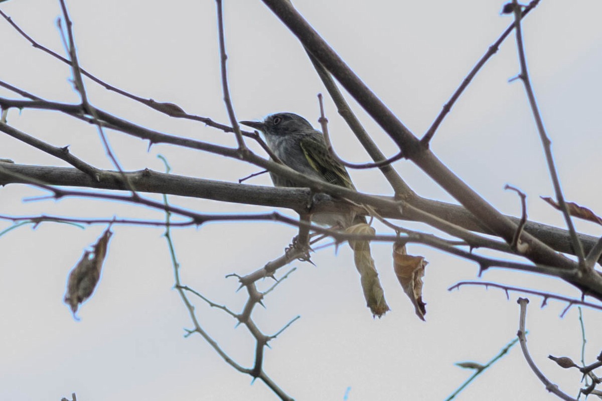 Pearly-vented Tody-Tyrant - ML145927381