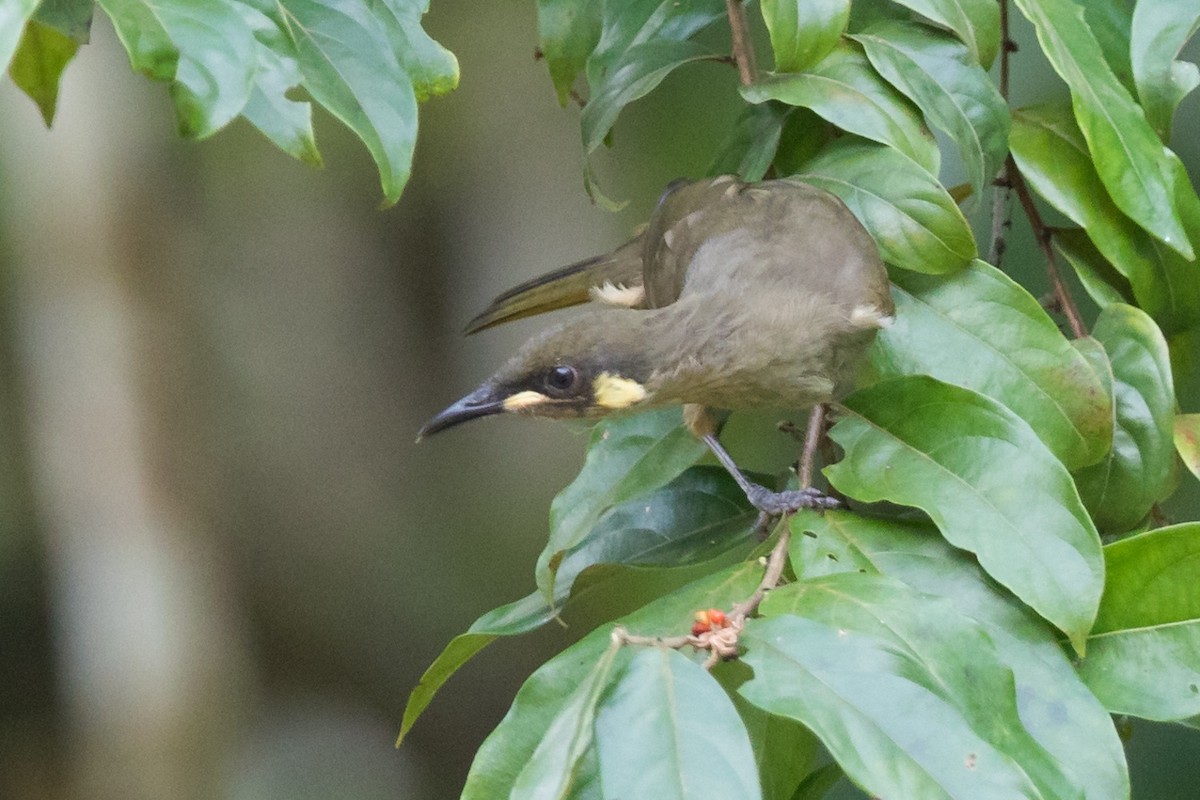 Yellow-spotted Honeyeater - Andrew and Michelle Ruthenberg