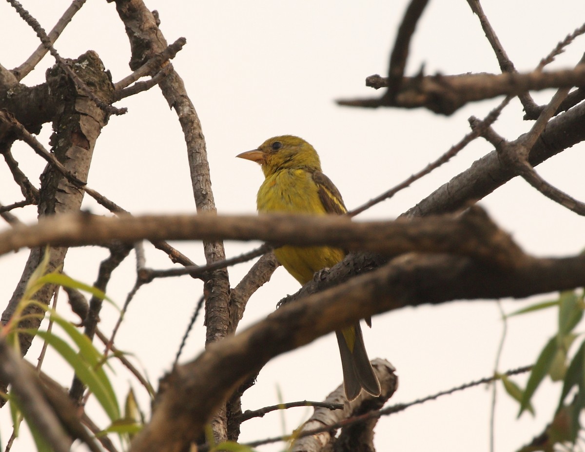 Western Tanager - ML145928381