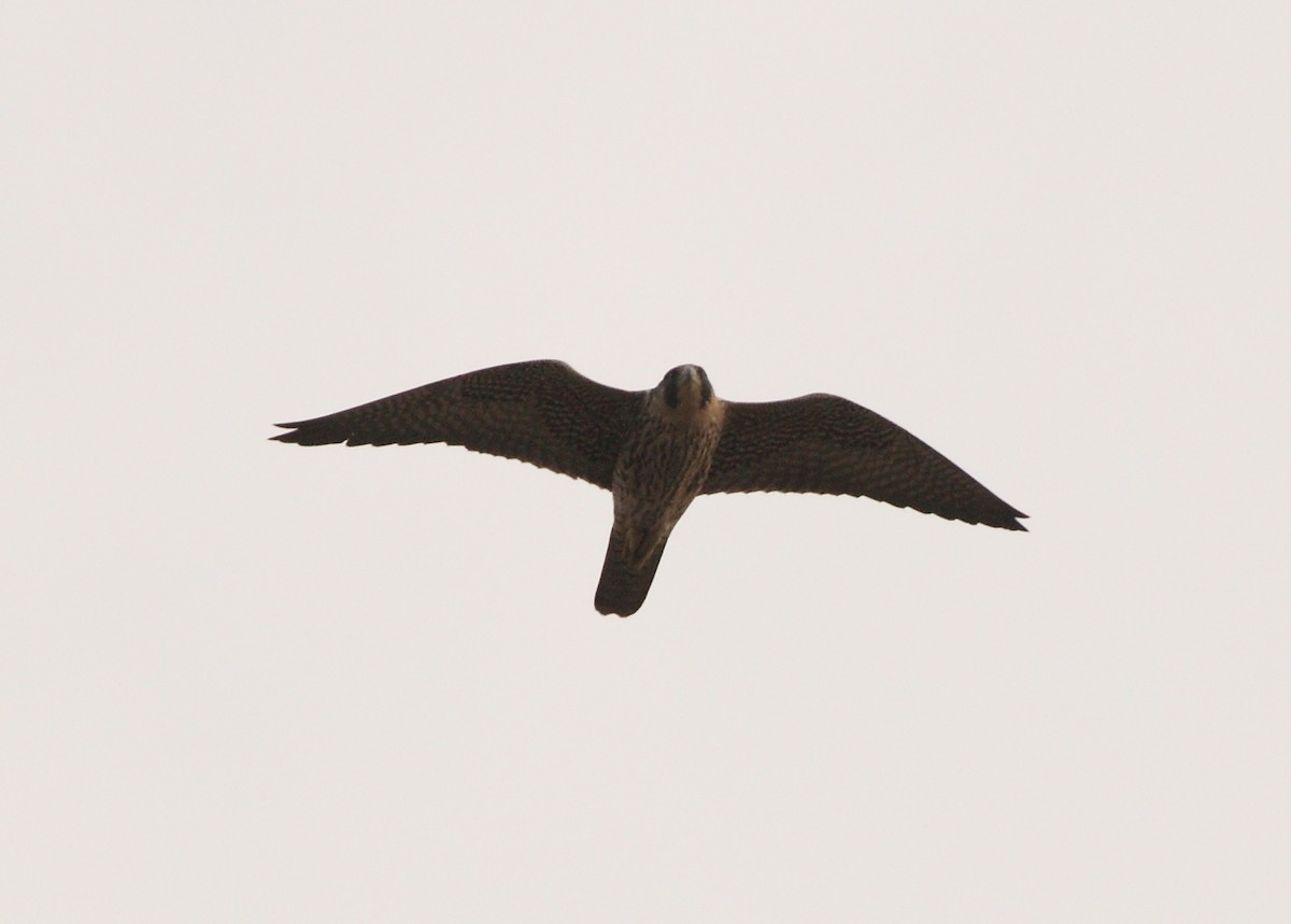 Peregrine Falcon (North American) - ML145928611