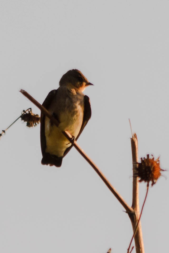 Southern Rough-winged Swallow - ML145928761
