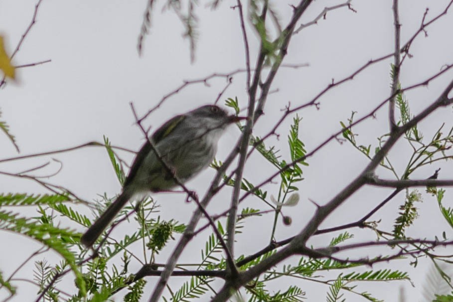 Pearly-vented Tody-Tyrant - ML145929151