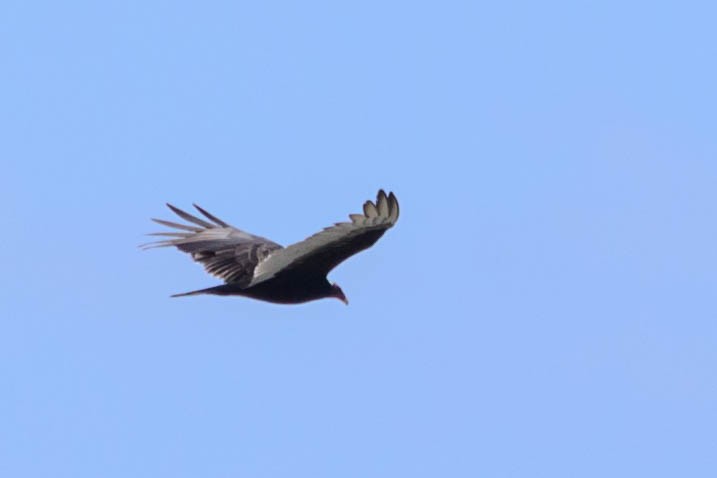 Turkey Vulture - ML145929521