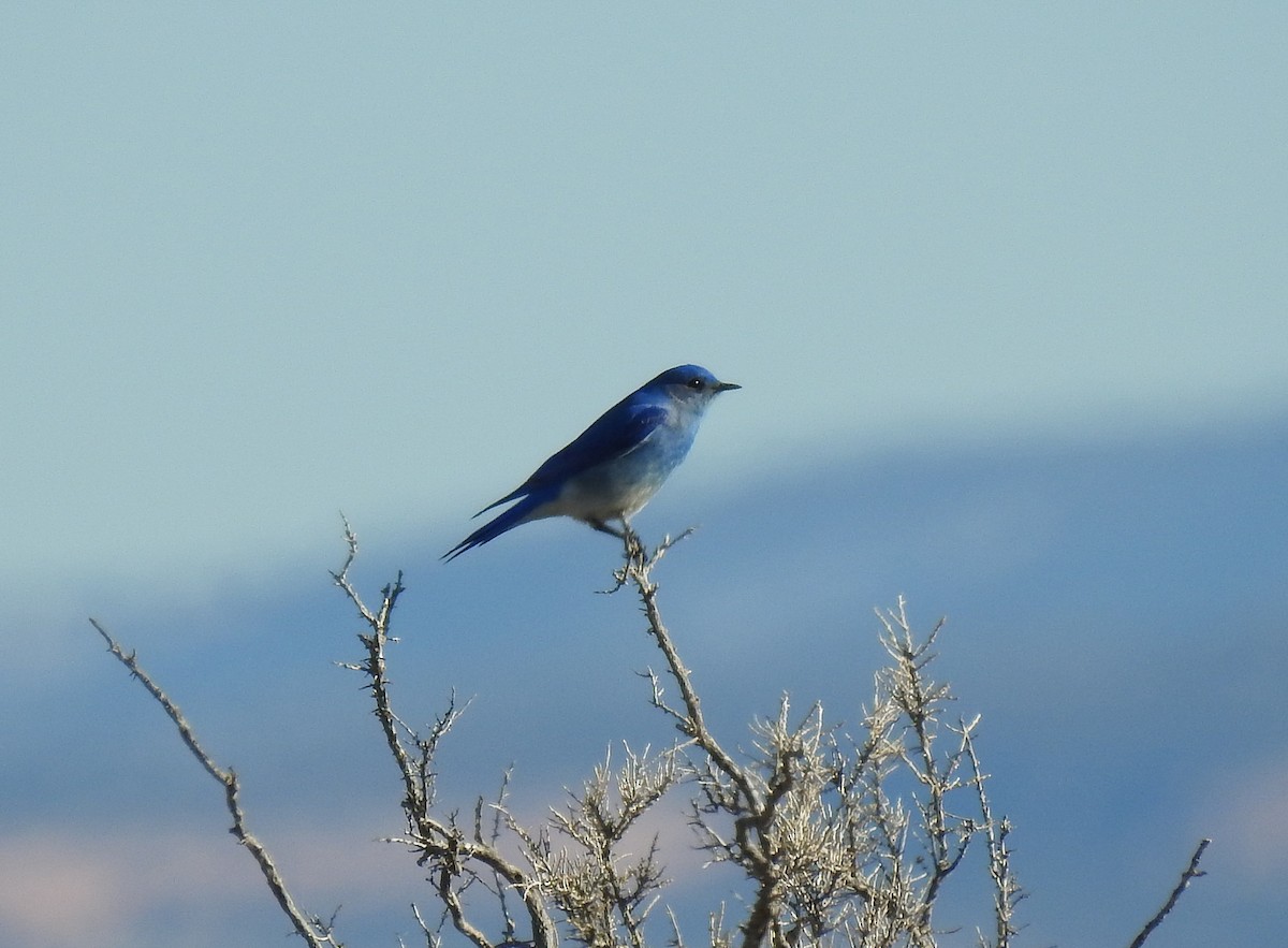 Mountain Bluebird - Glenn Pearson
