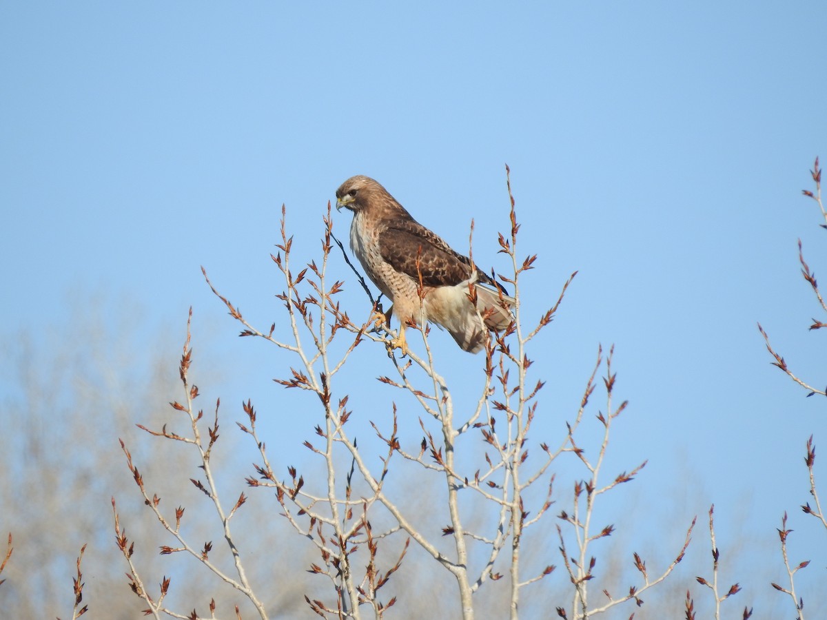 Red-tailed Hawk - ML145930351