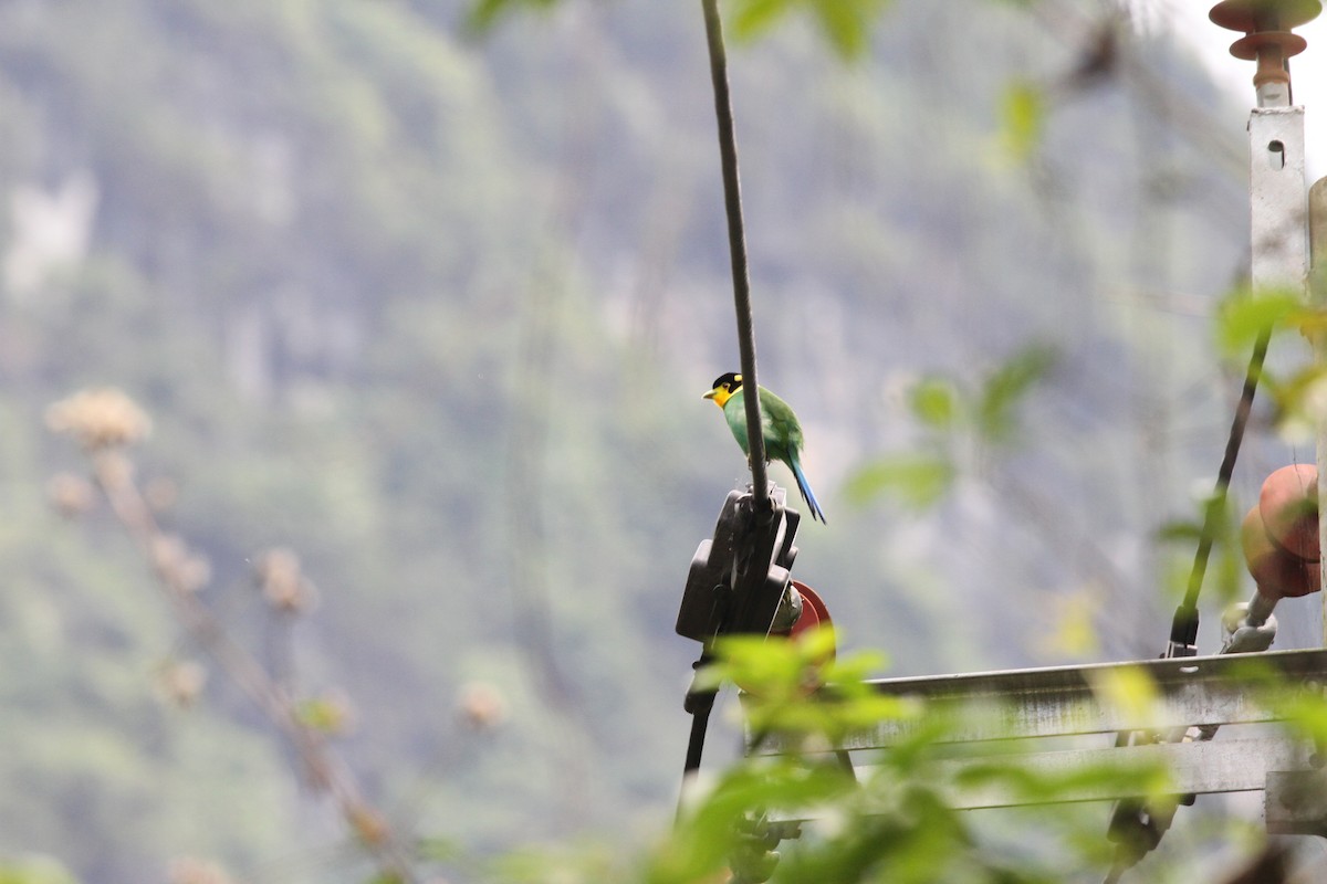 Long-tailed Broadbill - Cheng Qian