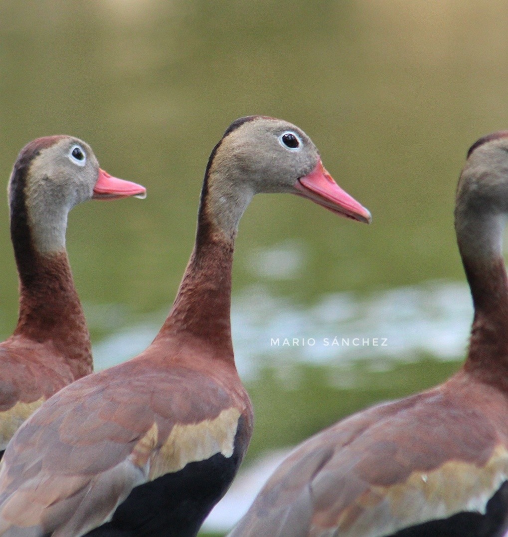 Black-bellied Whistling-Duck - Mario Sánchez