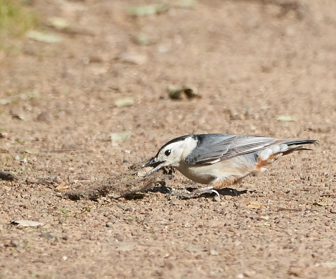 White-breasted Nuthatch - Brooke Miller